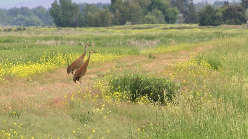 June is welcoming new batches of young at Lee Metcalf National Wildlife Refuge. From cranes to swans and ducks, the refuge is rich with new life.