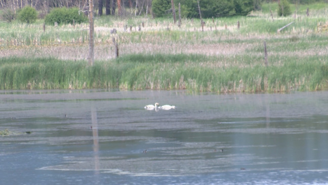 For several years now, a Trumpeter Swan pair has successfully raised clutches at Lee Metcalf National Wildlife Refuge. On Pond 10, on the north end of the refuge, the adult swans care for six new cygnets.